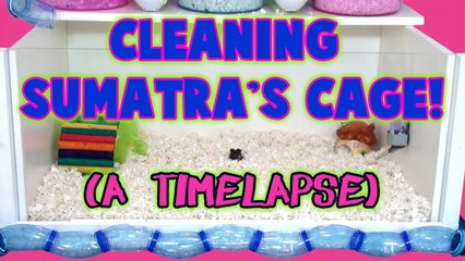 Cleaning Sumatra's Cage! (A Timelapse)