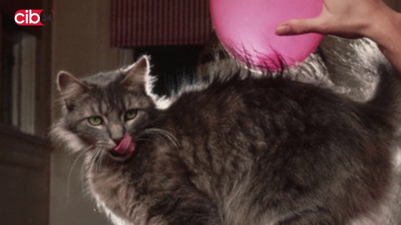 Pet Street - Cat hair & Prickly Tongues