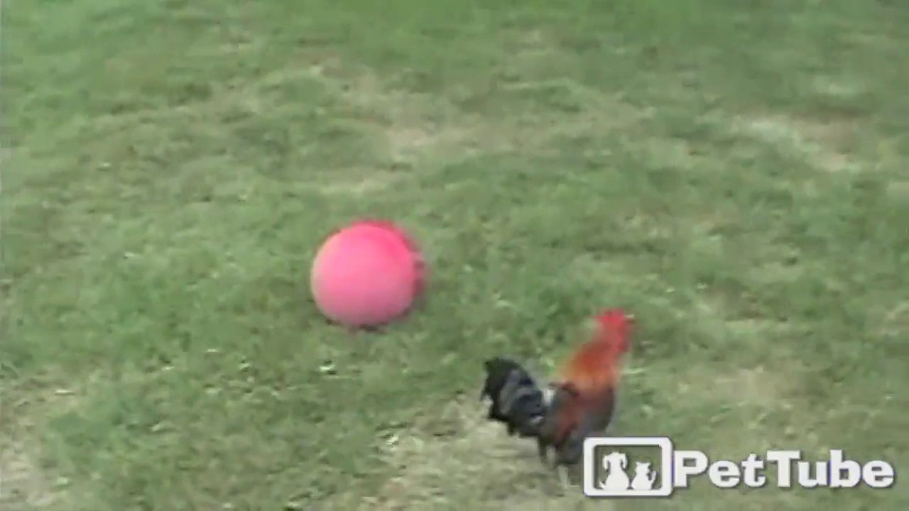 Rooster Has Soccer Fever