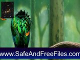 Get Desktop Birds Screensaver 1.0 Serial Key Free Download
