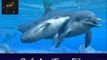 Get Dolphins Underwater Animated Screensaver 6 Serial Key Free Download