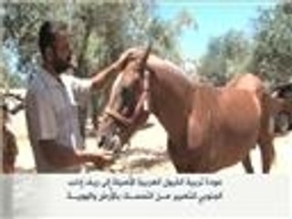 عودة تربية الخيول العربية الأصيلة لريف إدلب