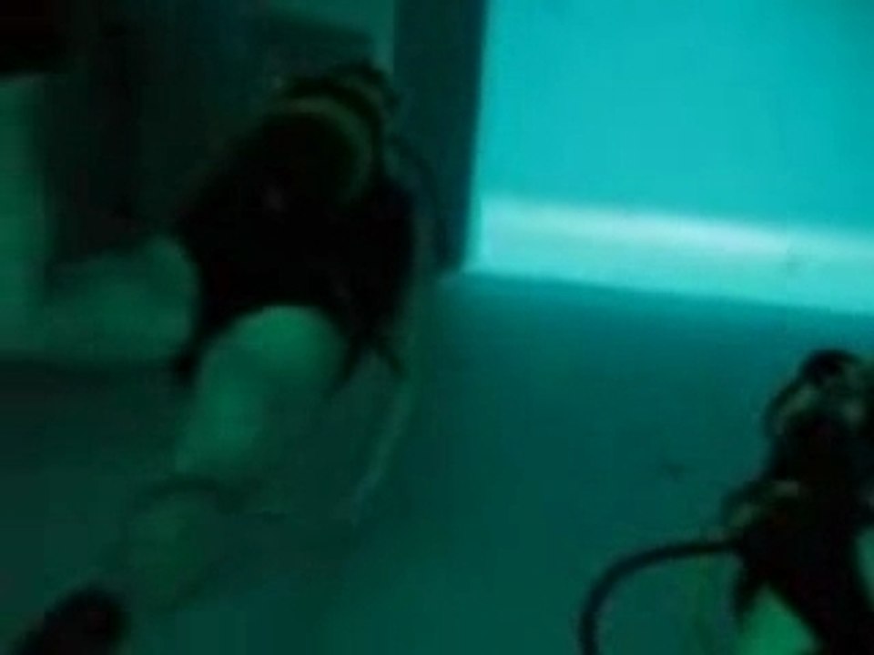nemo 33