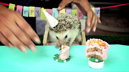 Tiny Birthday For A Tiny Hedgehog Is The Cutest Things You’ll See Today