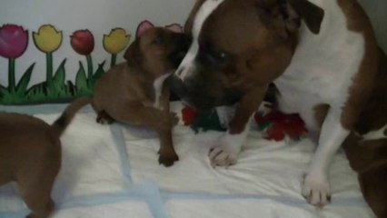 35ème vidéo Jaïne et le chiot n°4 de la 16ème portée staffie de Staffordland