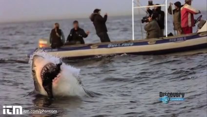 Stop Motion İle Köpek Balığının Büyüleyici Anları