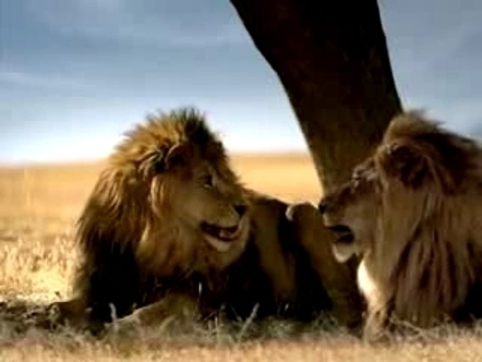 Taco Bell - Lions - Superbowl 2007