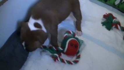 36ème vidéo June et sa famille de la 16ème portée staffie de Staffordland