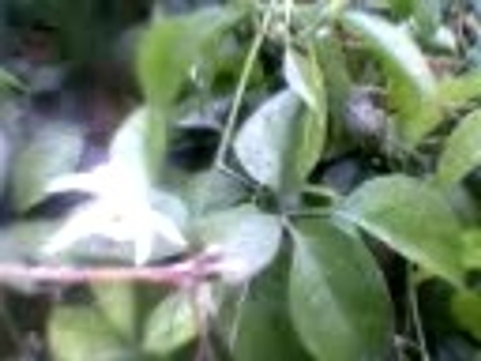 Video0726