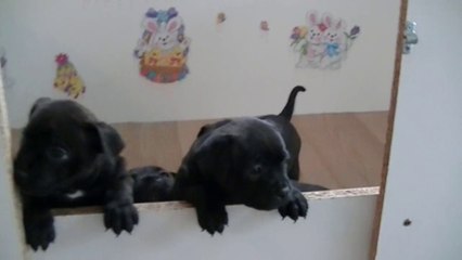 35ème vidéo Le papa et ses petits de la 15ème portée staffie de Staffordland