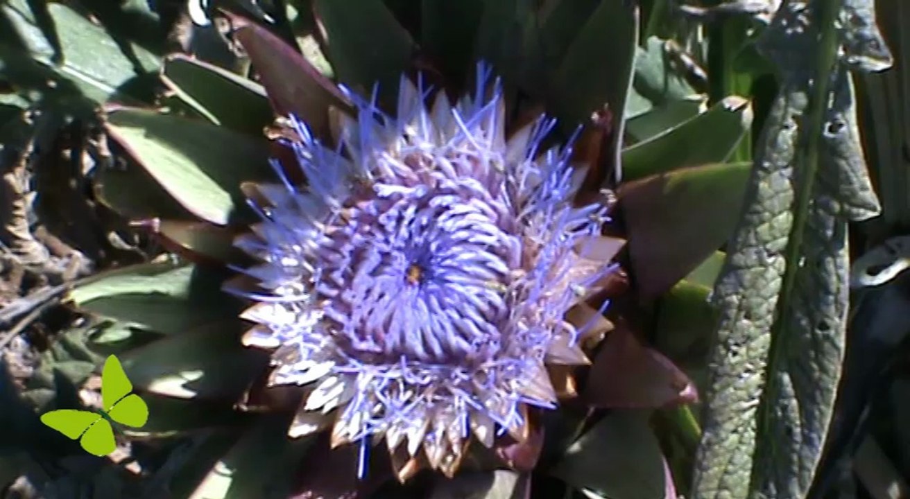 La Bio selon Huguette