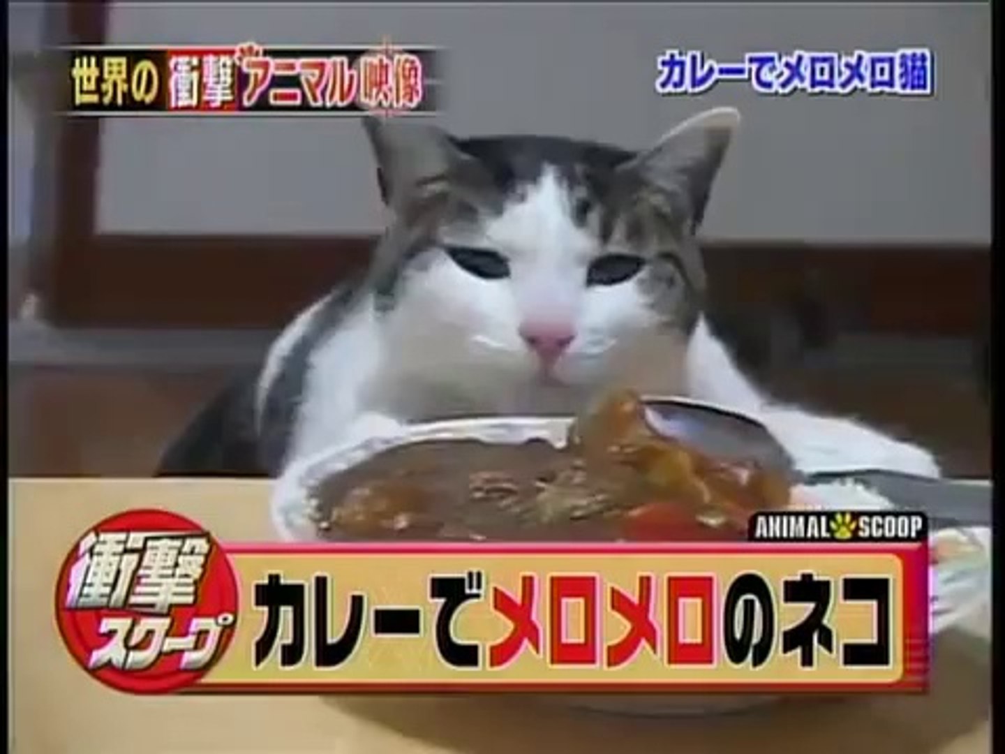 日本商工カレーにメロメロな猫をリサーチ Curry Neko 動画 Dailymotion