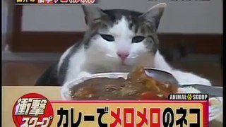 日本商工カレーにメロメロな猫をリサーチ curry neko