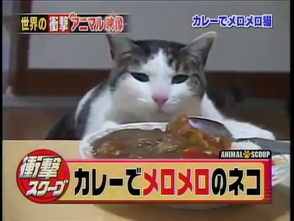 日本商工カレーにメロメロな猫をリサーチ curry neko