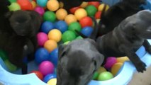 36ème vidéo Les jeux avec la 15ème portée staffie de Staffordland