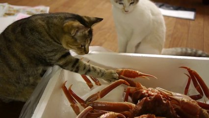 ねこＶＳかに日本商工がリサーチ