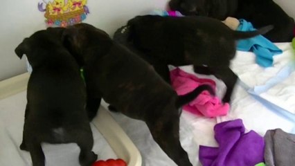 38me vidéo ZARA de la 15ème portée staffie de Staffordland