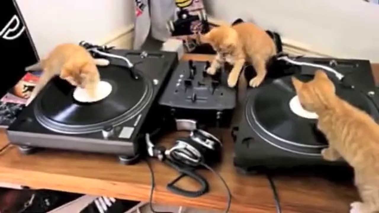 DJ cates