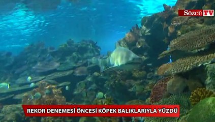 Köpek balıklarıyla yüzdü