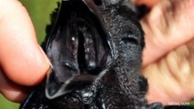 Rare Breed Of Chicken Is All Black, Even Its Organs