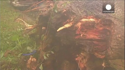 Japonya'da tayfun alarmı