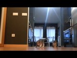 Funny Cats | Funny cat videos | Cute Funny Vines Videos Cats | Most Funny Cats and Dog [VERY FUNNY] [360p]