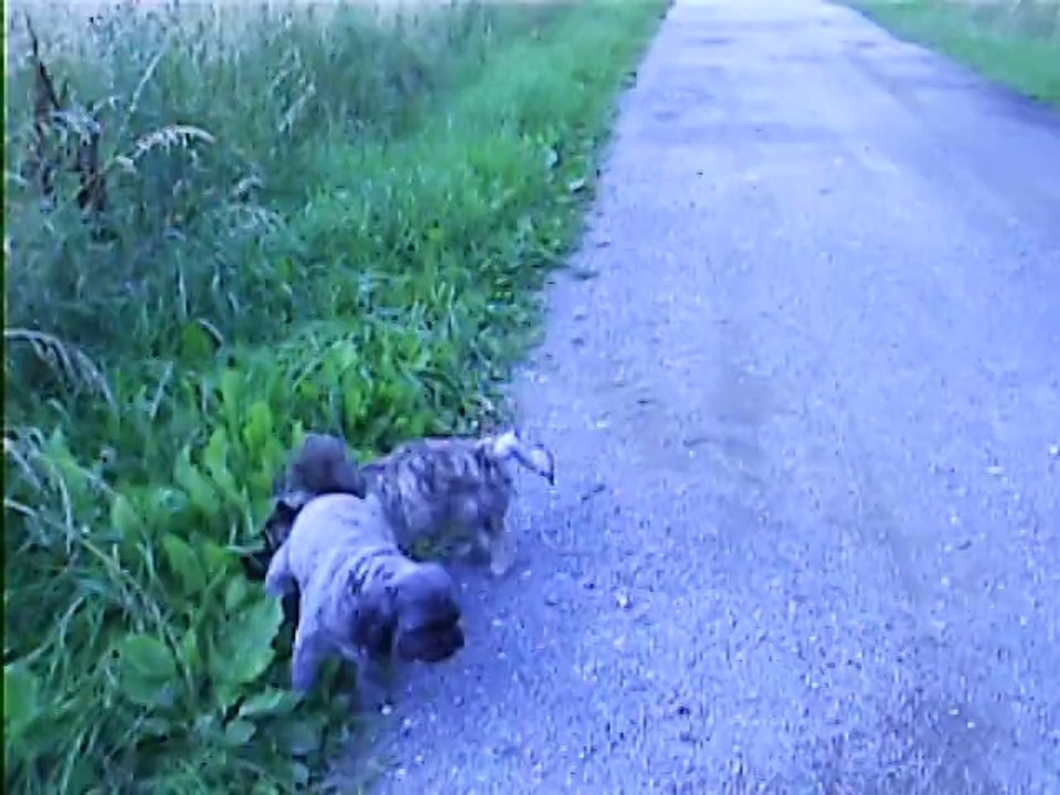 promenade des chiens à 15h30