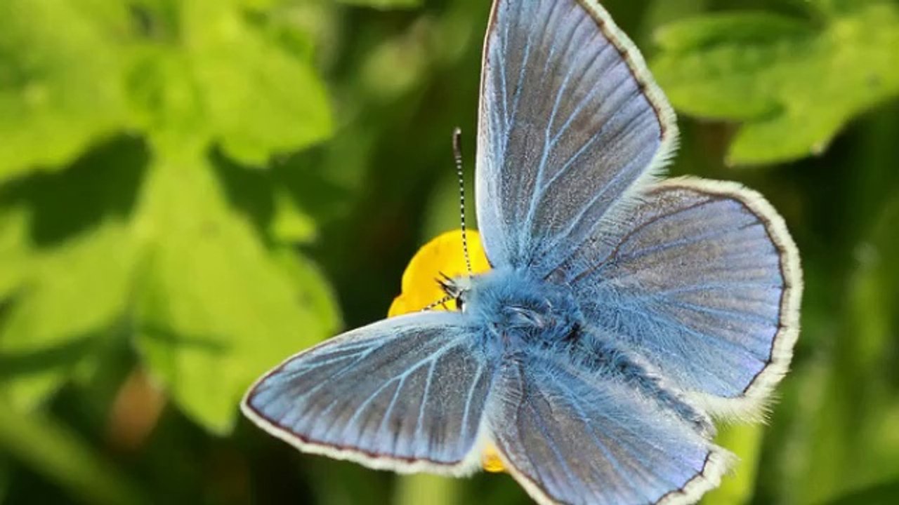 Animal Photography