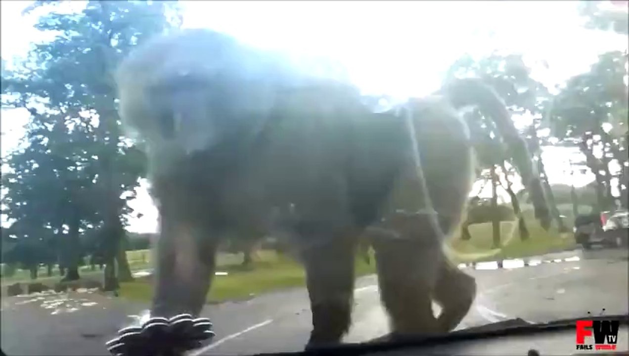 Monkey Funny Attack - Fails World