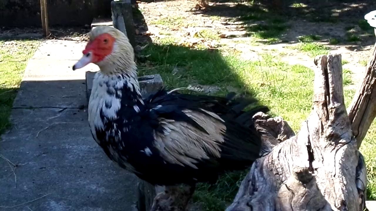 Piou-piou après le bain 3