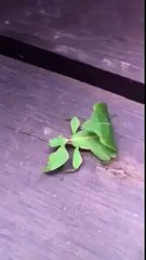 Animal Looks Like Leaf.