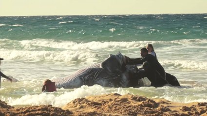 En Australie, course contre la montre pour sauver un baleineau