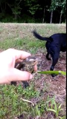 Hero dog saves baby bird in lake