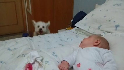 Puppy tries his best to see newborn baby