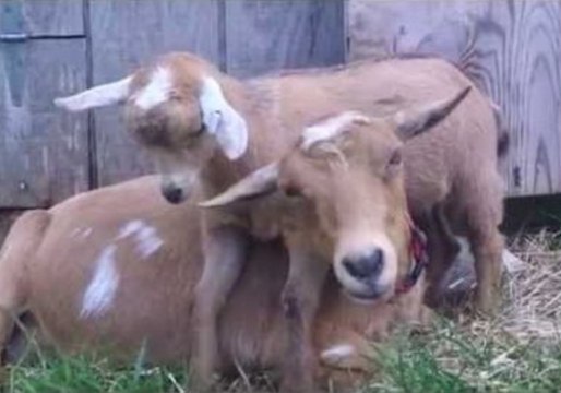 Mother and Kid Goats Snuggle