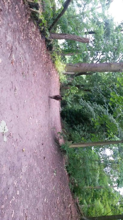 013   12 Wochen nach dem Vestibular Syndrom