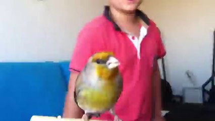 Dressage par des enfants la suite