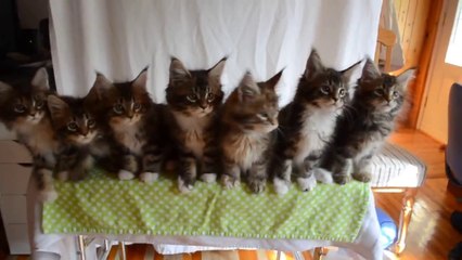 CUTE OVERLOAD: Seven Kittens With Synchronized Reflexes