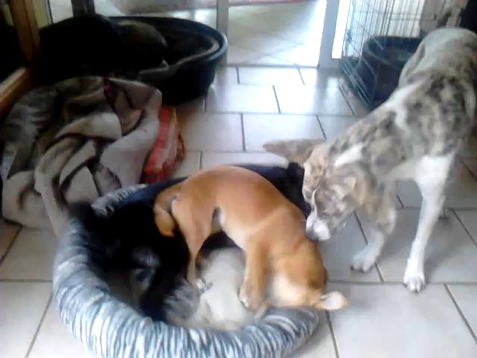 Nera et ses copines !