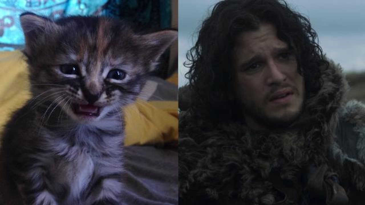 Le Chaton Triste, un chat adorable qui à tout le temps l’air triste