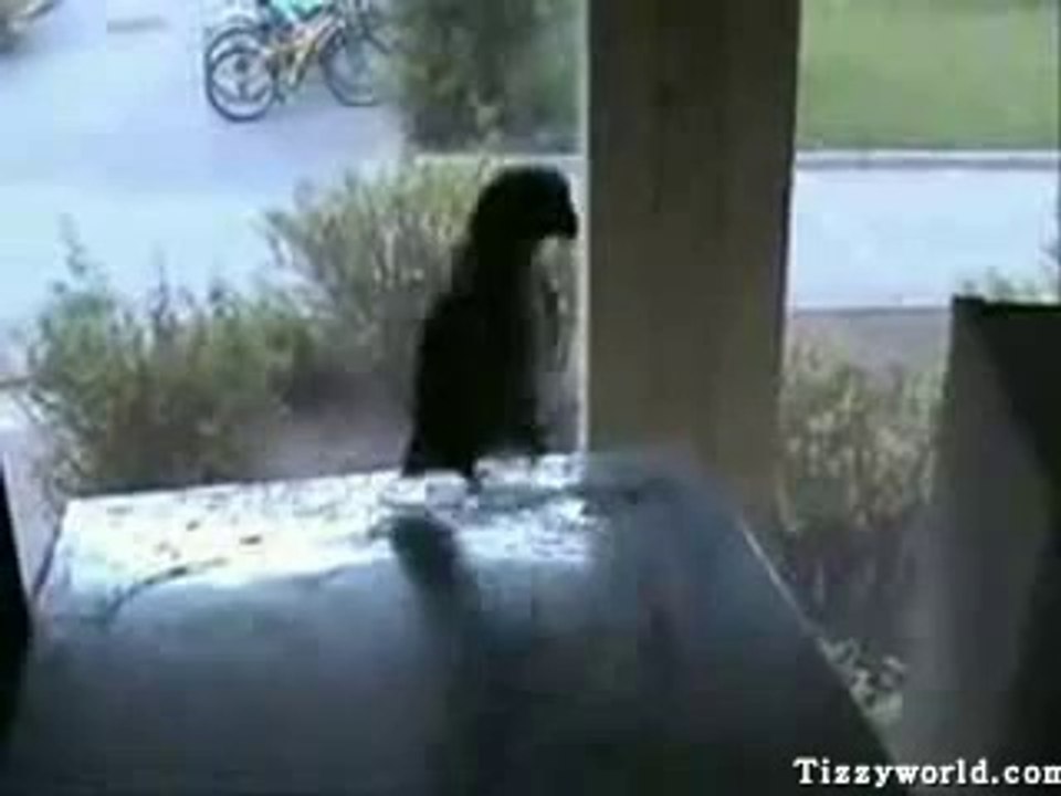 Crazy Parrot Jumping Hard Fun