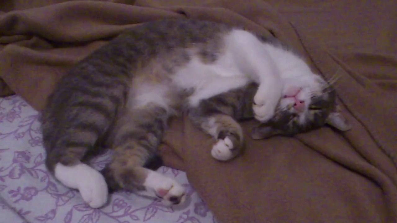 minou tout doux