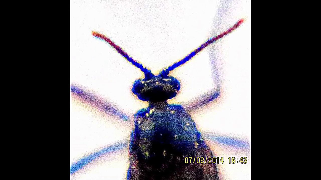Black Beauty Angel Bug :Amazing Beauty