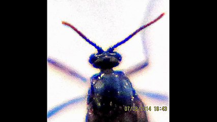 Black Beauty Angel Bug :Amazing Beauty