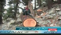 PKG on brutally cutting of forest in swat valley report by sherin zada