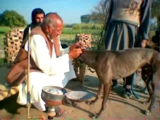 pind, imported new greyhound from uk