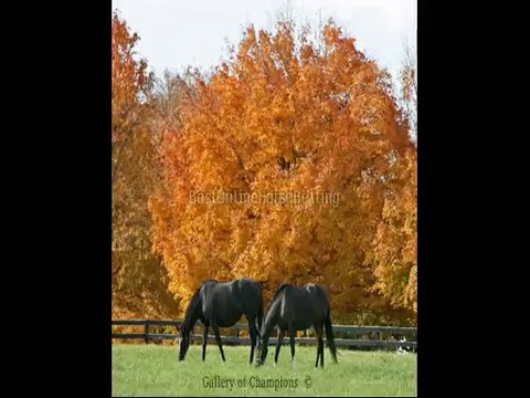 legal horse racing betting legal horse betting sites in US