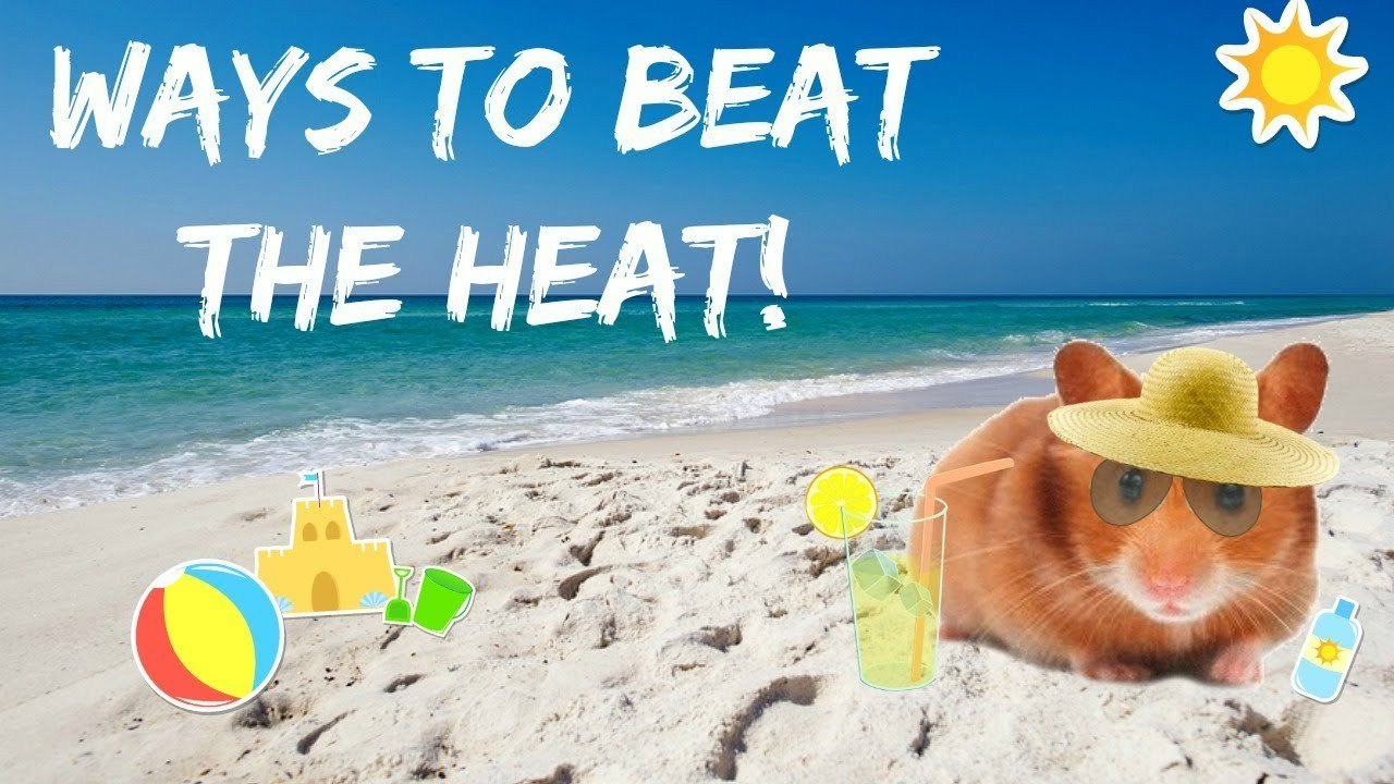 KEEPING YOUR PETS COOL DURING THE SUMMER