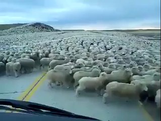 100 bin Başlık Devasa Koyun Sürüsü Görenleri Hayrete Düşürdü