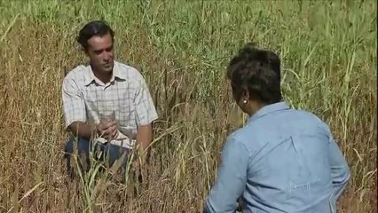 AGRICULTORES DO GAMA PRODUZEM CHIA